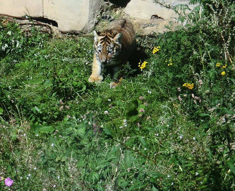 Sibirischer Tiger Jungtier im Wuppertaler Zoo am 17. August 2012