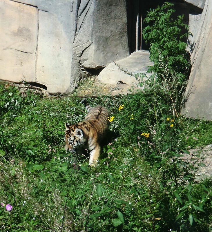 Sibirischer Tiger Jungtier im Zoo Wuppertal am 17. August 2012