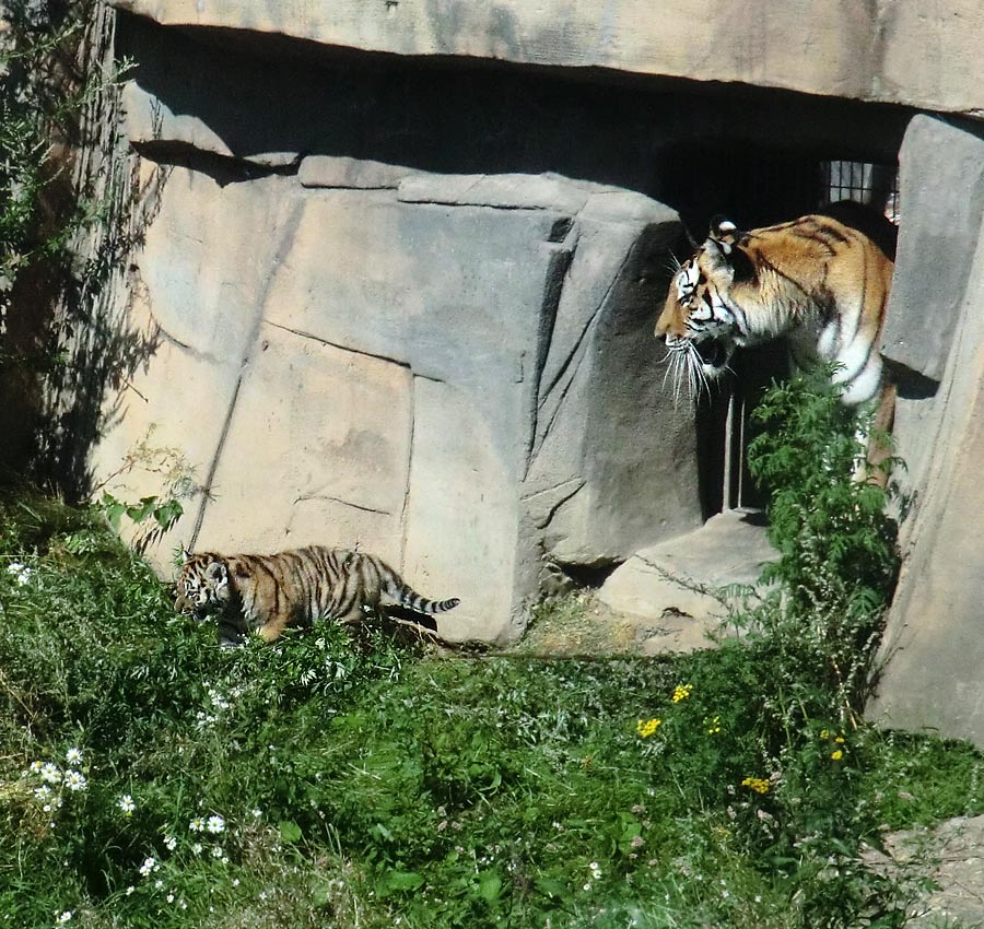 Sibirische Tigerin MYMOZA mit Jungtier im Wuppertaler Zoo am 17. August 2012