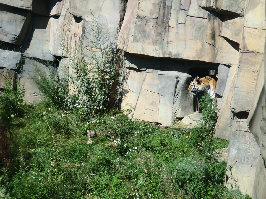 Sibirische Tigerin MYMOZA mit Jungtieren im Zoo Wuppertal am 17. August 2012