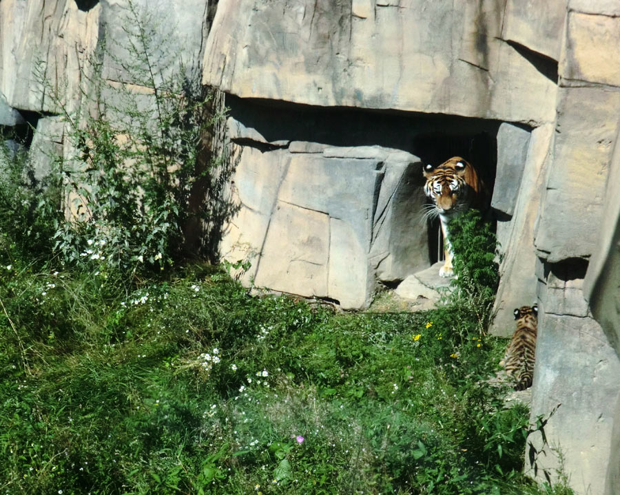 Sibirische Tigerin MYMOZA mit Jungtier im Zoo Wuppertal am 17. August 2012