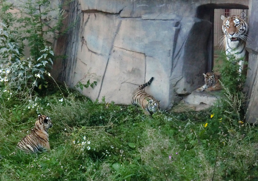 Sibirische Tigerin MYMOZA mit Jungtieren im Wuppertaler Zoo am 18. August 2012