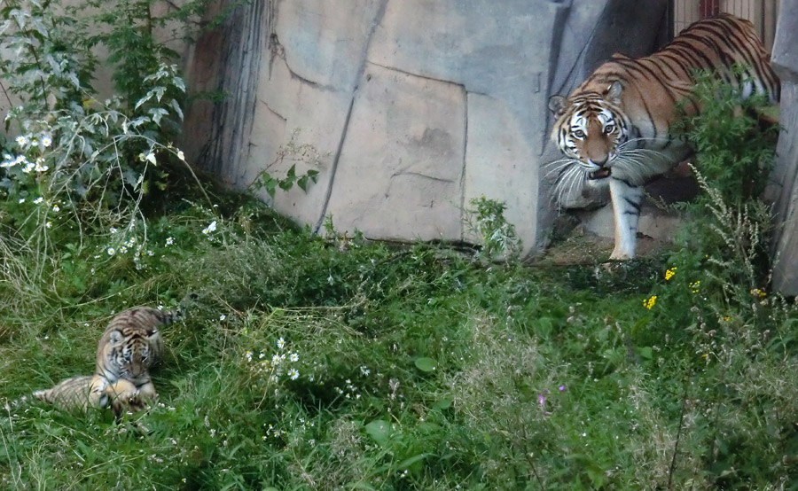 Sibirische Tigerin MYMOZA mit Jungtieren im Zoo Wuppertal am 18. August 2012