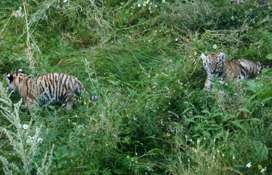 Sibirische Tiger Jungtiere im Zoo Wuppertal am 18. August 2012