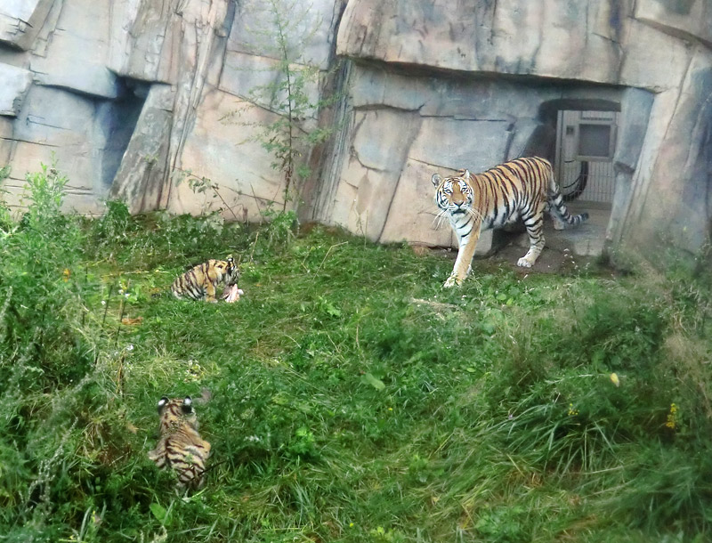 Sibirische Tigerin MYMOZA mit Jungtieren im Zoologischen Garten Wuppertal am 27. August 2012