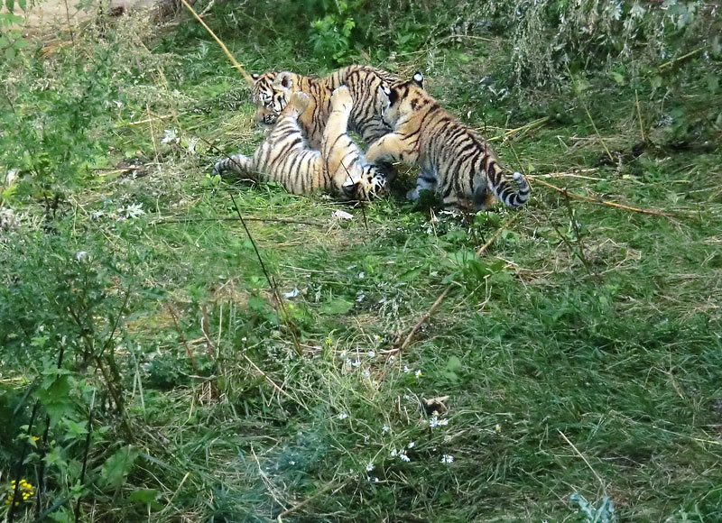 Sibirische Tiger Jungtiere im Zoo Wuppertal am 28. August 2012