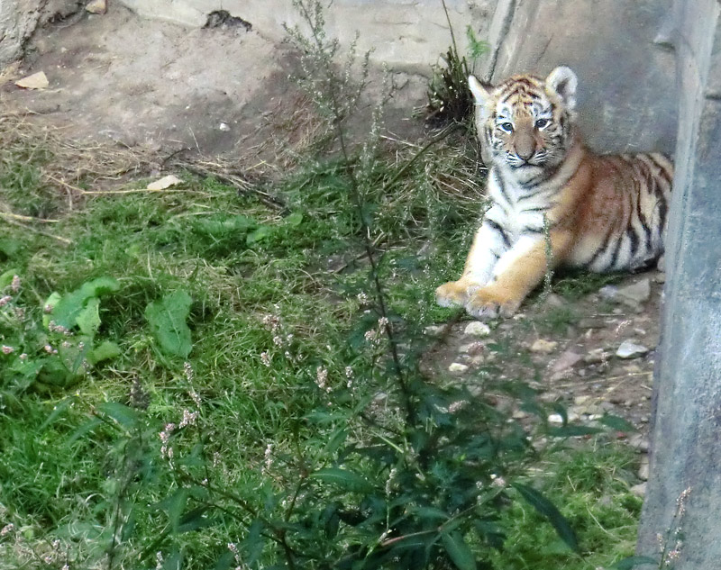 Sibirischer Tiger Jungtier im Wuppertaler Zoo am 28. August 2012