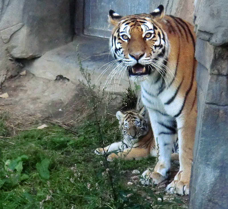 Sibirische Tigerin MYMOZA mit Jungtier im Zoologischen Garten Wuppertal am 28. August 2012