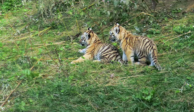 Sibirische Tiger Jungtiere im Wuppertaler Zoo am 28. August 2012