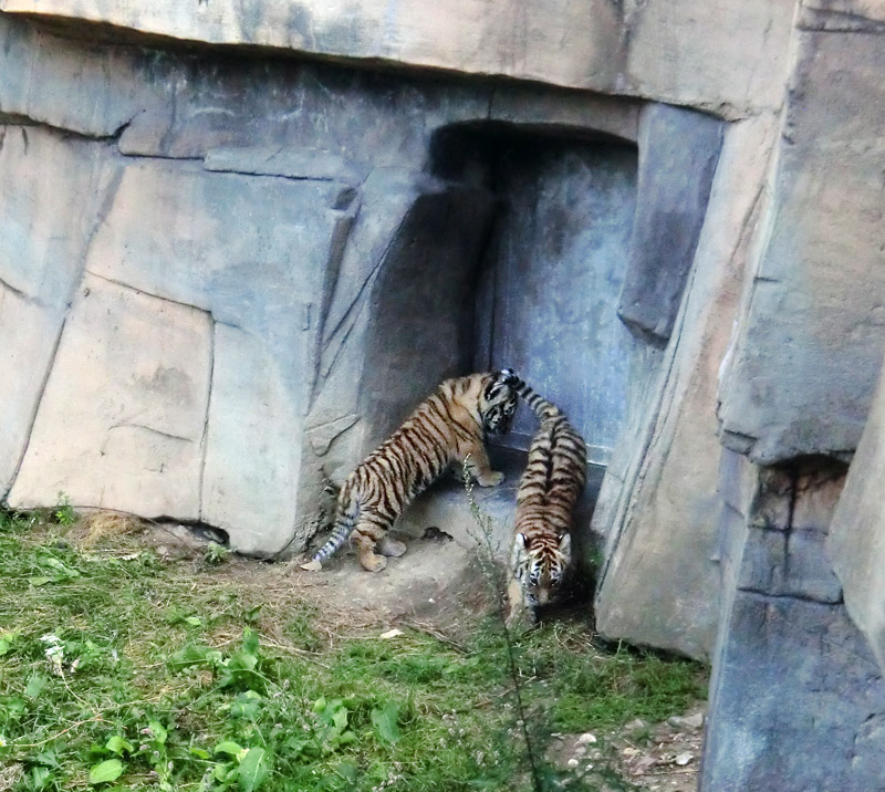 Sibirische Tiger Jungtiere im Zoologischen Garten Wuppertal am 28. August 2012