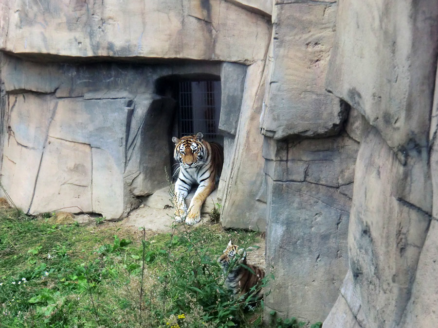 Sibirische Tigerin MYMOZA mit Jungtier im Wuppertaler Zoo am 29. August 2012