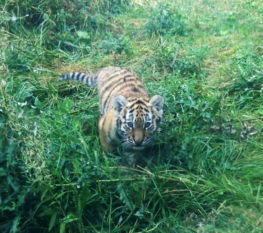 Sibirischer Tiger Jungtier im Wuppertaler Zoo am 30. August 2012