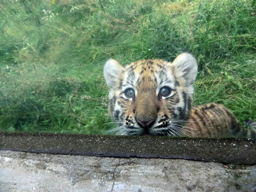 Sibirischer Tiger Jungtier im Wuppertaler Zoo am 30. August 2012