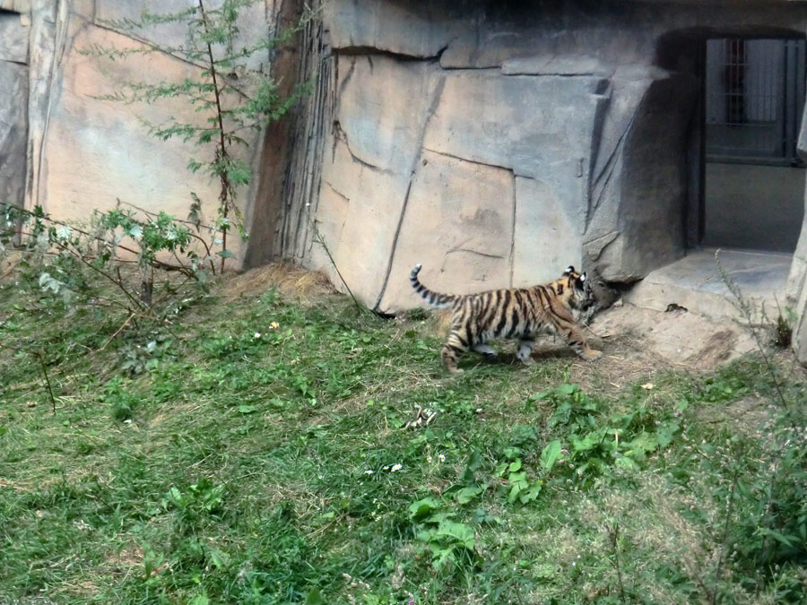 Sibirischer Tiger Jungtier im Zoo Wuppertal am 30. August 2012