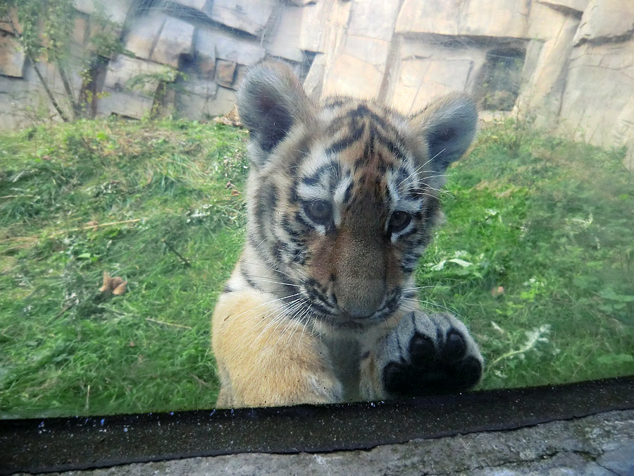 Sibirisches Tigerjungtier im Zoologischen Garten Wuppertal am 28. September 2012