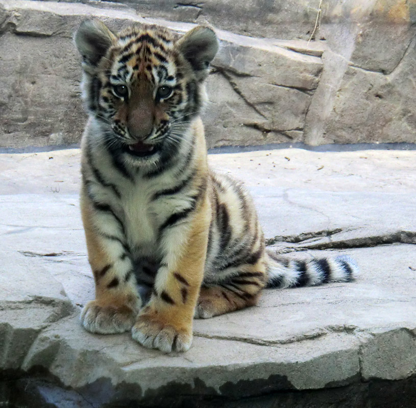 Sibirisches Tigerjungtier im Wuppertaler Zoo am 28. September 2012