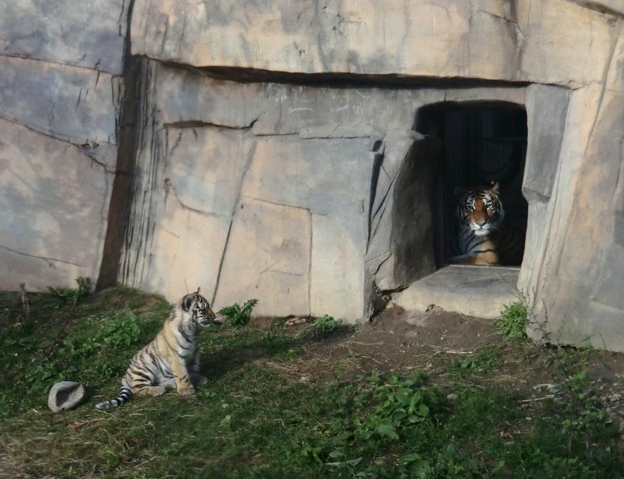 Sibirisches Tigerjungtier mit Sibirischer Tigerin MYMOZA im Wuppertaler Zoo am 28. September 2012