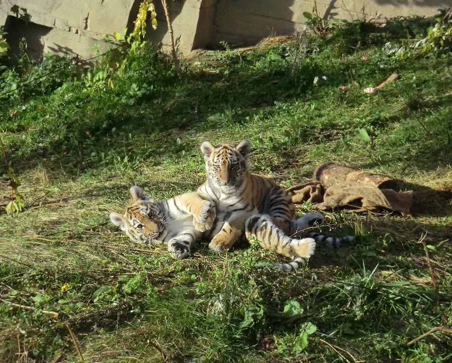 Sibirische Tigerjungtiere im Wuppertaler Zoo am 28. September 2012