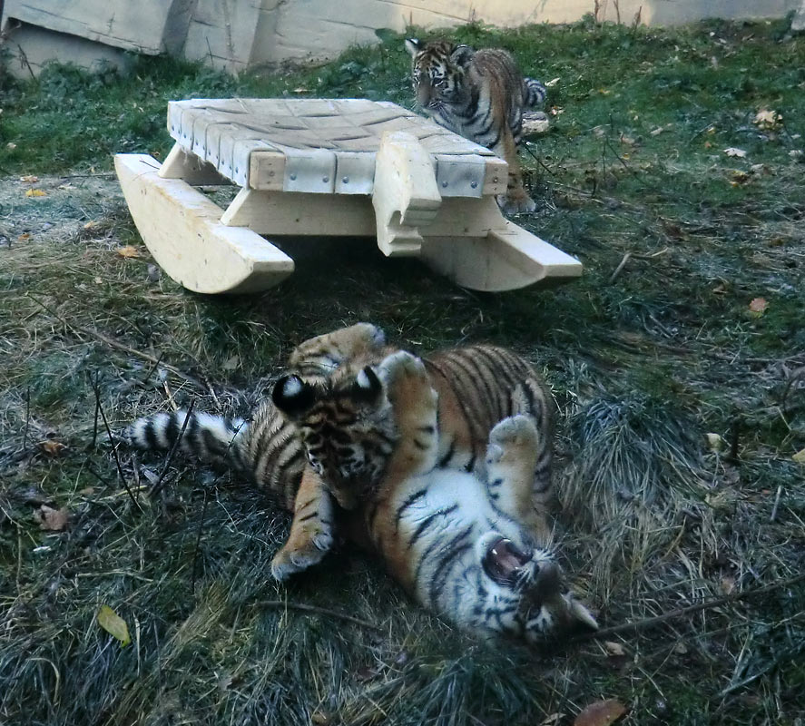 Sibirische Tigerjungtiere im Zoologischen Garten Wuppertal am 28. Oktober 2012