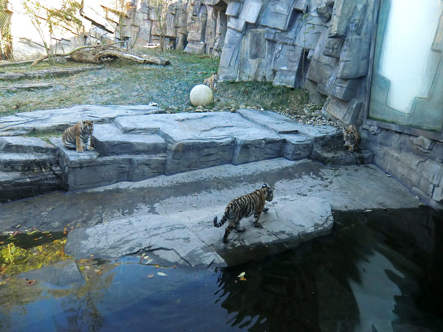 Sibirische Tigerjungtiere im Wuppertaler Zoo am 28. Oktober 2012