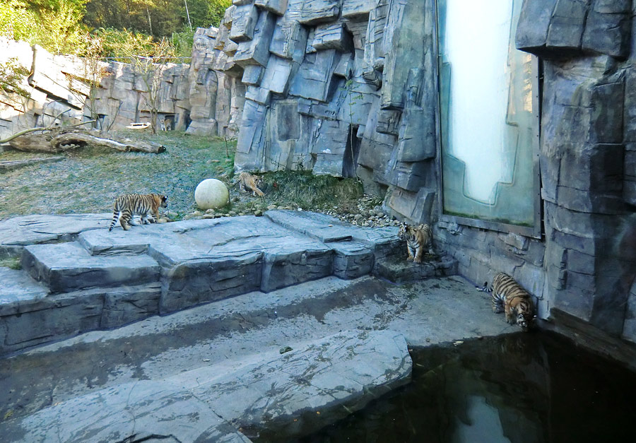 Sibirische Tigerjungtiere im Zoo Wuppertal am 28. Oktober 2012