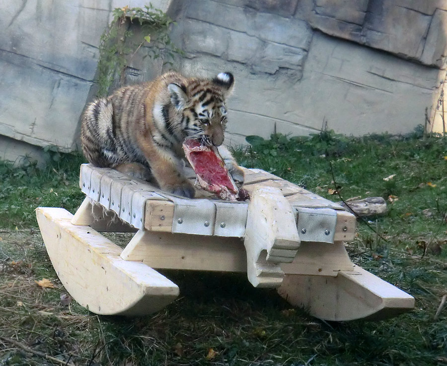 Sibirisches Tigerchen im Zoologischen Garten Wuppertal am 28. Oktober 2012