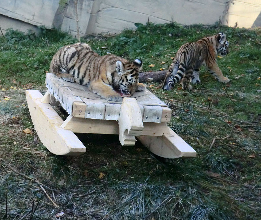 Sibirische Tigerjungtiere im Wuppertaler Zoo am 28. Oktober 2012