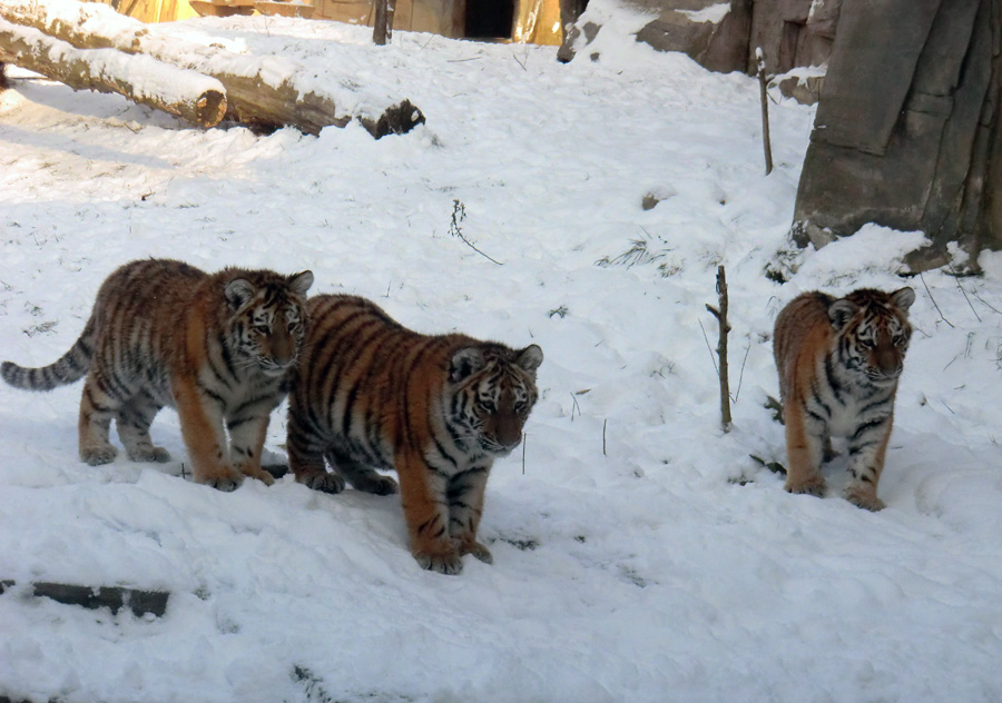 Sibirische Tigerjungtiere im Zoo Wuppertal am 8. Dezember 2012