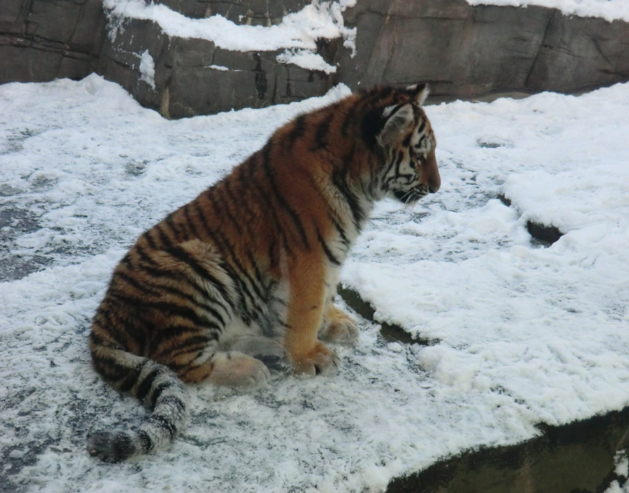 Sibirische Tigerjungtiere im Wuppertaler Zoo am 8. Dezember 2012