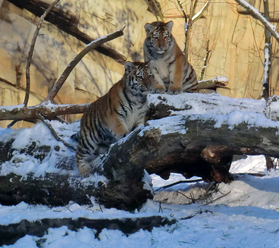 Sibirische Tigerjungtiere im Zoologischen Garten Wuppertal am 8. Dezember 2012