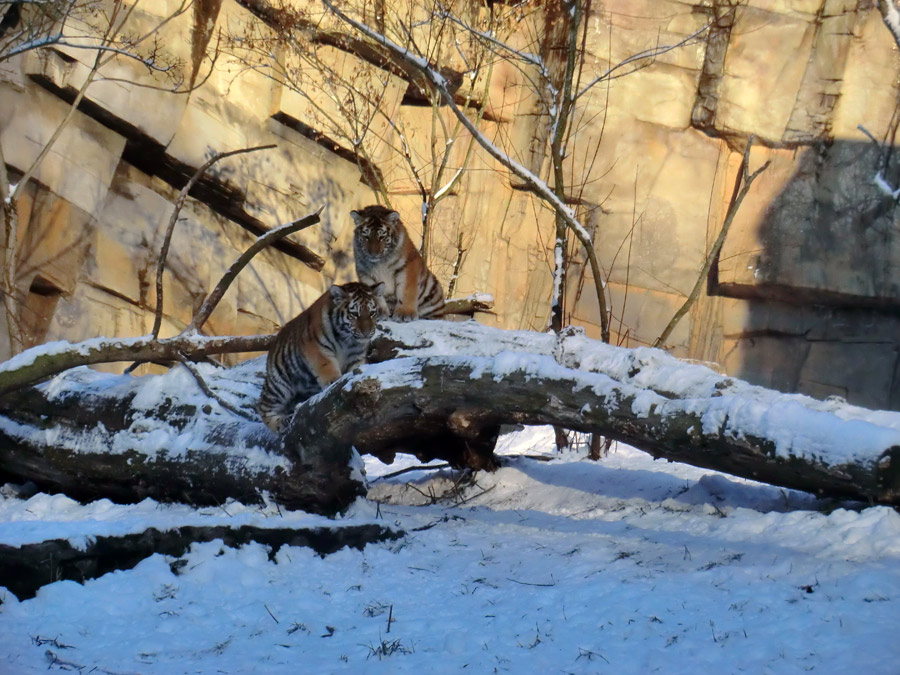 Sibirische Tigerjungtiere im Wuppertaler Zoo am 8. Dezember 2012