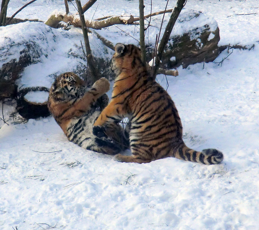 Sibirische Tigerjungtiere im Zoo Wuppertal am 8. Dezember 2012