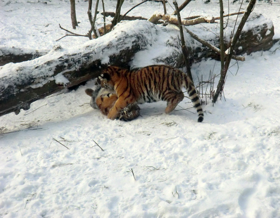 Sibirische Tigerjungtiere im Zoologischen Garten Wuppertal am 8. Dezember 2012