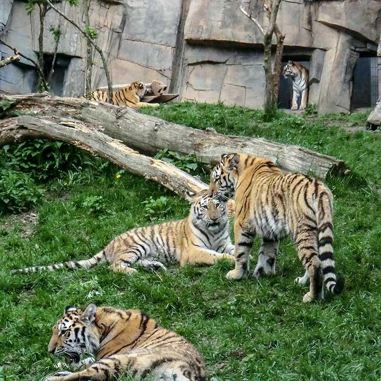 Sibirische Tigerin MYMOZA mit vier Jungtieren am 21. Mai 2013 im Zoologischen Garten Wuppertal