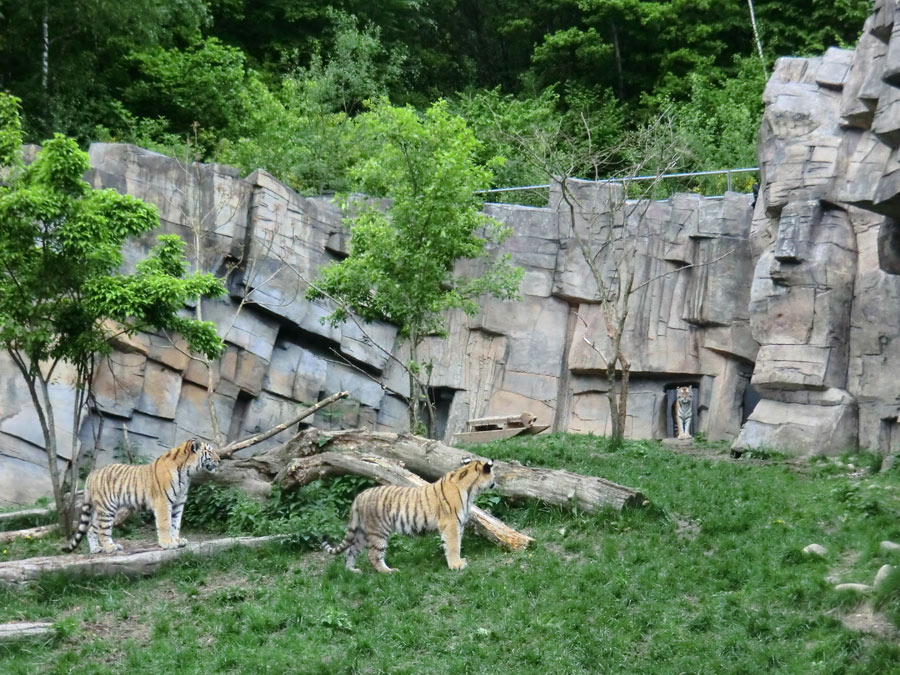 Sibirische Tiger im Zoo Wuppertal im Mai 2013