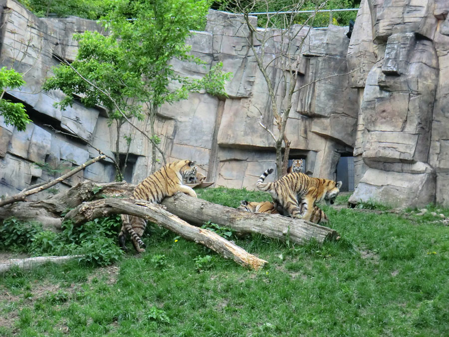 Sibirische Tiger im Wuppertaler Zoo im Mai 2013