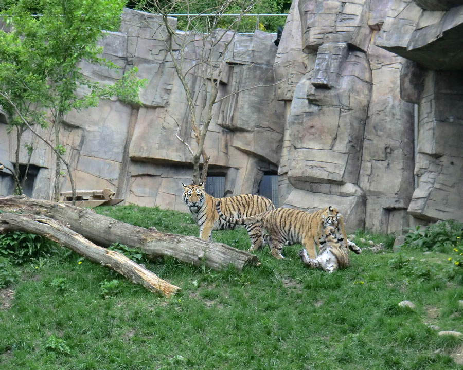 Sibirische Tiger im Zoo Wuppertal im Mai 2013