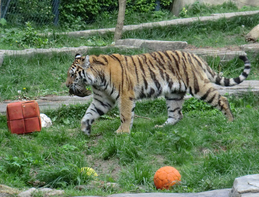 Sibirischer Tiger im Wuppertaler Zoo im Mai 2013