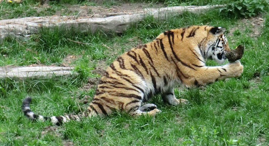 Sibirischer Tiger im Zoologischen Garten Wuppertal im Mai 2013