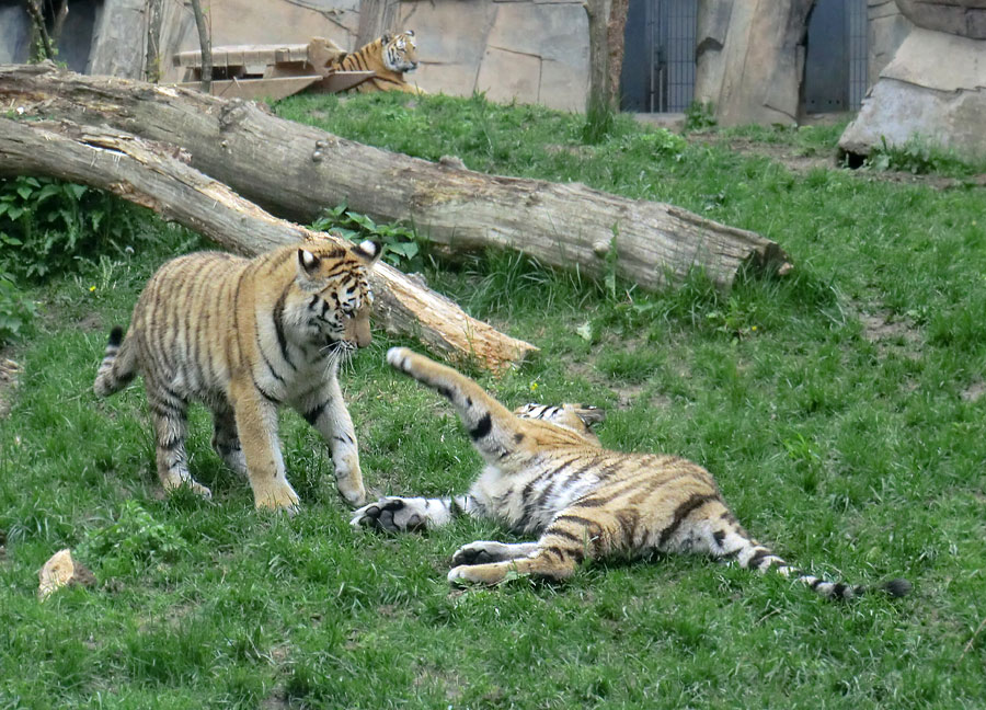 Sibirische Tiger im Zoo Wuppertal im Mai 2013