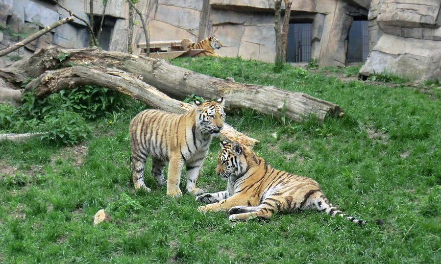 Sibirische Tiger im Zoologischen Garten Wuppertal im Mai 2013