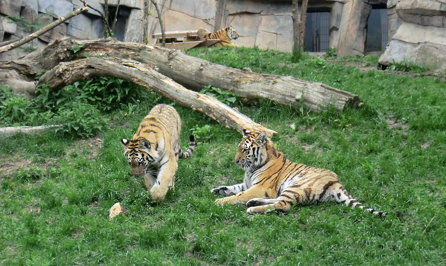 Sibirische Tiger im Wuppertaler Zoo im Mai 2013