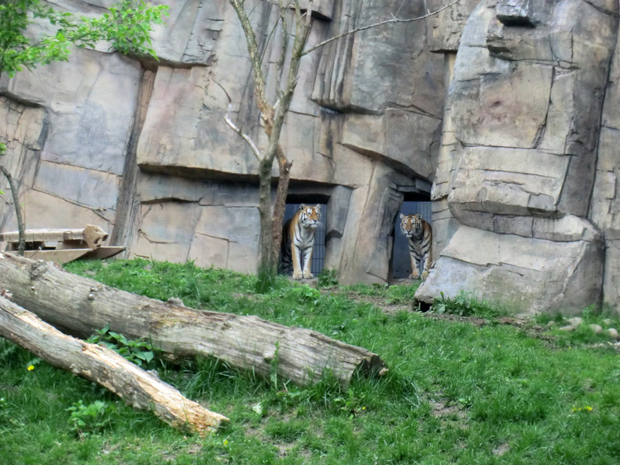 Sibirische Tiger im Wuppertaler Zoo im Mai 2013