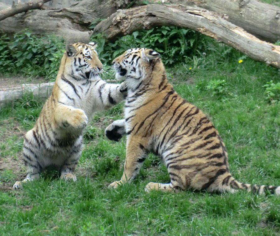 Sibirische Tiger im Zoologischen Garten Wuppertal im Mai 2013