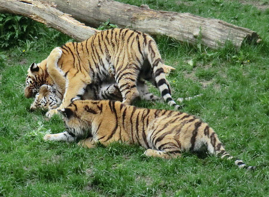 Sibirische Tiger im Zoo Wuppertal im Mai 2013