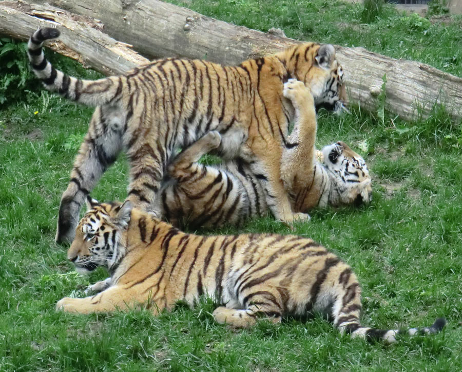 Sibirische Tiger im Zoologischen Garten Wuppertal im Mai 2013