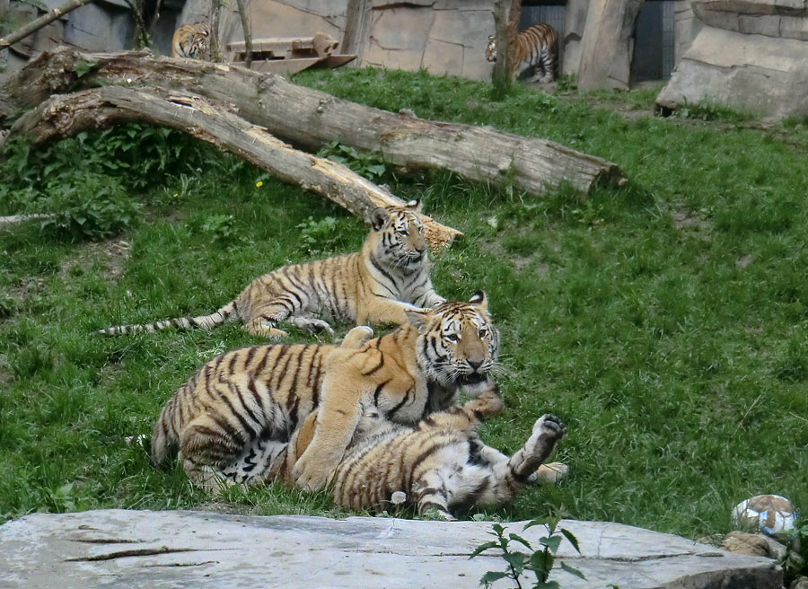 Sibirische Tiger im Zoologischen Garten Wuppertal im Mai 2013