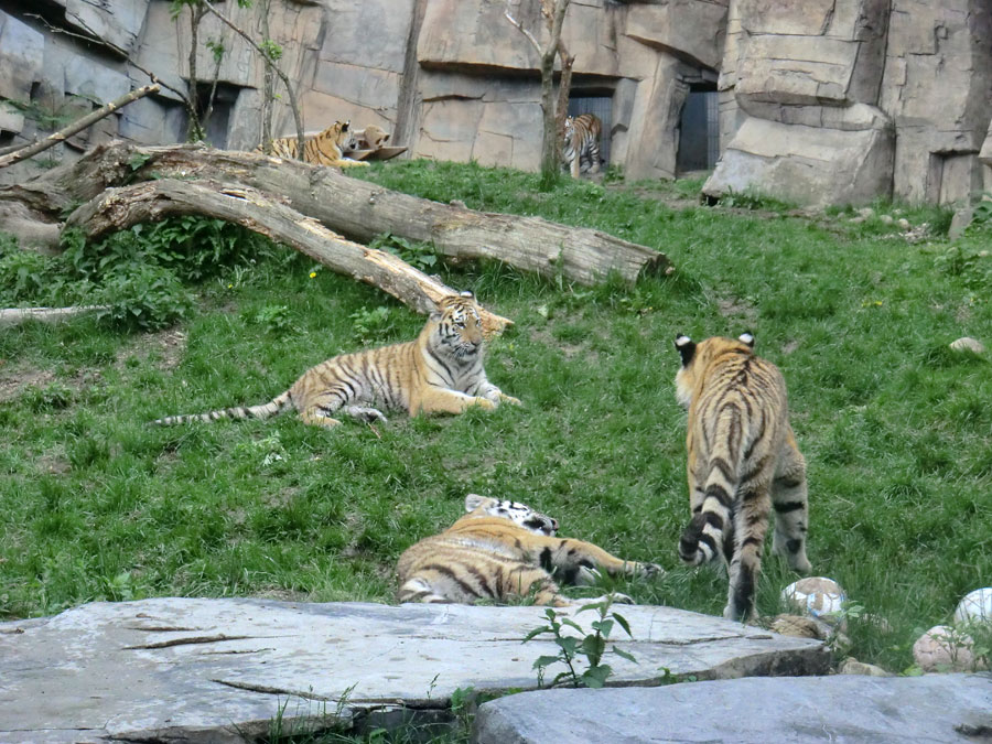 Sibirische Tiger im Wuppertaler Zoo im Mai 2013