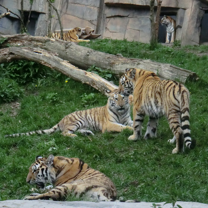 Sibirische Tiger im Wuppertaler Zoo im Mai 2013