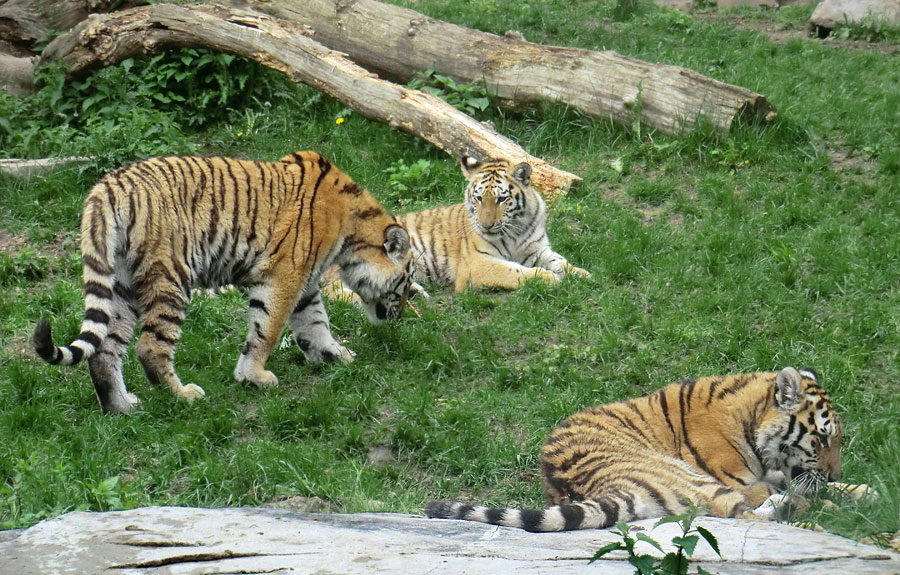 Sibirische Tiger im Zoo Wuppertal im Mai 2013